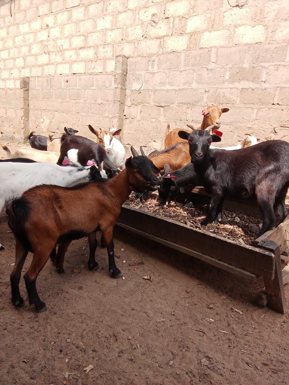 Healthy goats