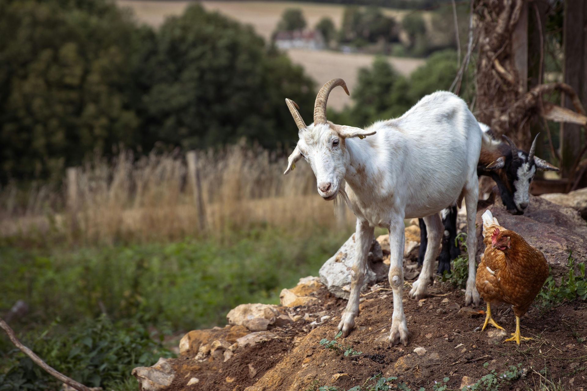 Goat and chicken in the farm