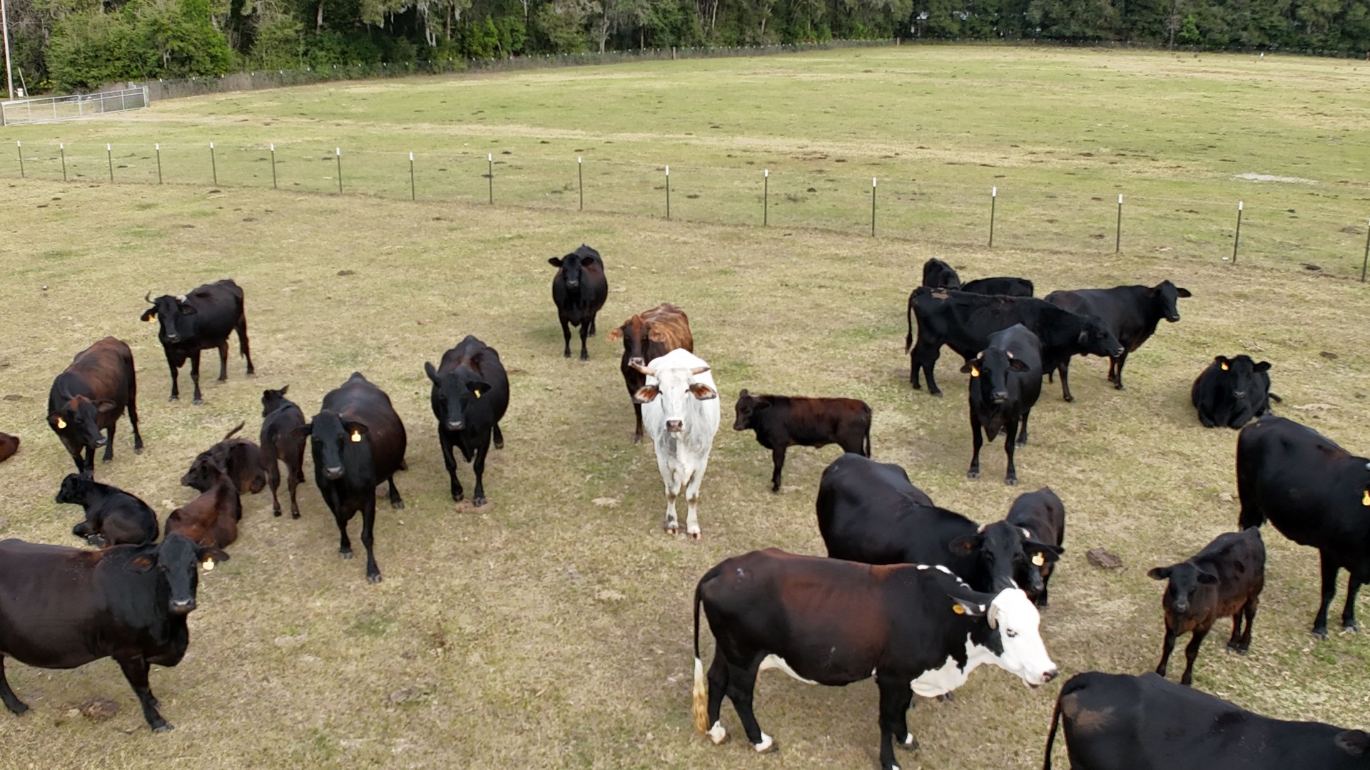 Group of cows peacefully grazing in a spacious meadow, surrounded by a sturdy wire fence